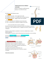 TEMA 7. Anatomía y Articulaciones de Las Vértebras Cervicales