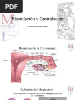 Gastrulación