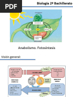 Presentación Apuntes Anabolismo