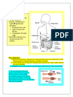 The Digestive System Notes - Grade 9