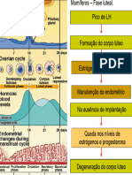 Anticoncpcionais Farmacologia