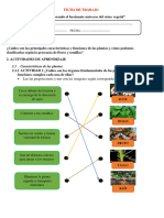 Ficha de Aprendizaje Reino Plantae Resuelta