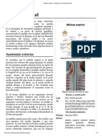 Médula Espinal - Wikipedia, La Enciclopedia Libre