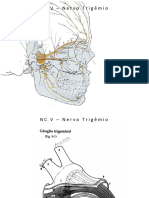 Nervo Trigemeo