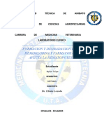 Formacion y Degradacion de La Hemoglobina