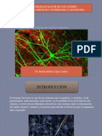 Anatomia Del SNC