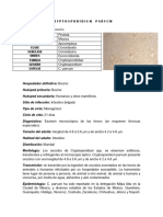 Cryptosporidium Parvum: Taxonomía