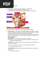 Anatomía y Vascularización Del Mesencéfalo