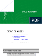 Ciclo de Krebs 2023