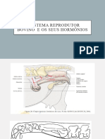 O Sistema Reprodutor Bovino e Os Seus Hormônios