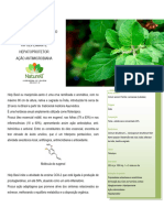 Holy Basil Extract Powder