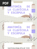 Clavícula y Escápula