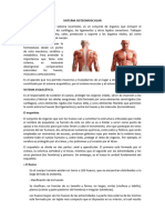 Sistema Osteomuscular - Martha Quispe Ormachea