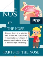 Parts of The Nose and Skin