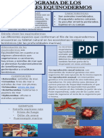 Infograma de Los Animales Equinodermos