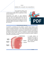 Anatomia Resumo