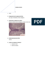 Histologia 2