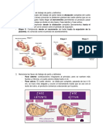Trabajo de Parto