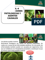 Causa de Las Enfermedades en Plantas Biologia-1