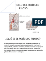 Desarrollo Del Folículo Piloso