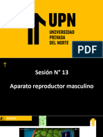 Clase Semana 13 - Aparato Reproductor Masculino