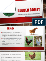 Exponer Golden Comet