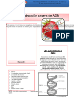 Guia Extraccion Adn Fresa