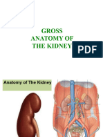 Gross Anatomy of The Kidney 2