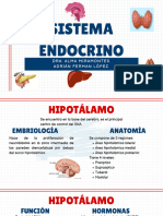 Sistema Endocrino