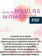 Glándulas Mamarias