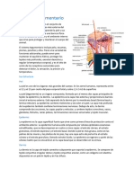 Sistema Tegumentario