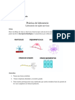 Práctica Tejido Nervioso