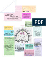 Anatomia Maxila (Resumos Marucos)