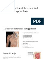 Muscles of The Shoulder