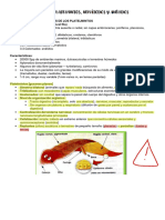 Tema 25. Platelmintos