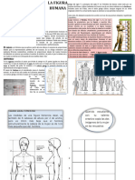 Proporcion en La Figura Humana-Fusionado