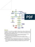 Revisão Prova 2 - Carboidratos