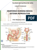 Sistema Reprodutor