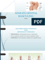 Aparato Genital Masculino Clase Completa Final