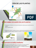 Respiracion de Las Plantas