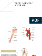 Irrigacion Del Miembro Superiorsuperior