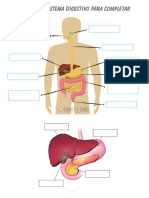 Sistema Digestivo