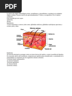 Modulo 4, Clase 1 La Piel