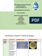 Morfologia Celular y Colonias Bacterias y Hongos