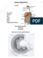 Aula - Sistema Digestivo