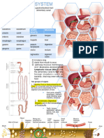 RT Basics Digestive System