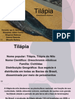 Tilapia