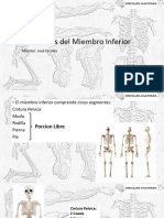 01 - Coxal e Femur