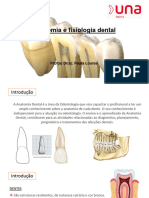 Anatomia Dental