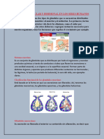 17 Sist. Endocrino Primera Parte